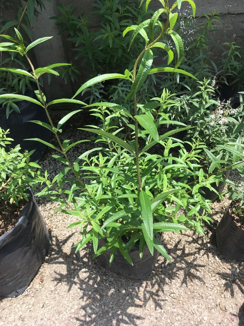 cedron propiedades Ventas de plantas en chiclayo🌸🌸🌸🌸