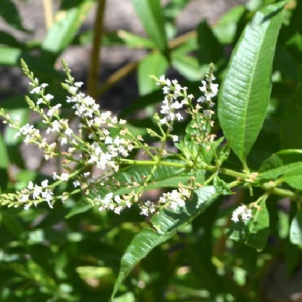 Cedron planta medicinales Venta de plantas en trujillo 🌸🌸🌸🌸
