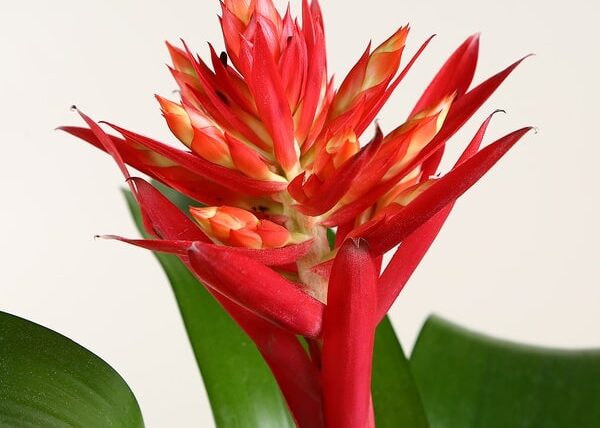 Aechmea Rozanne peru