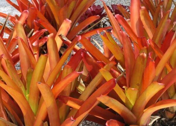 Aechmea blanchetiana peru