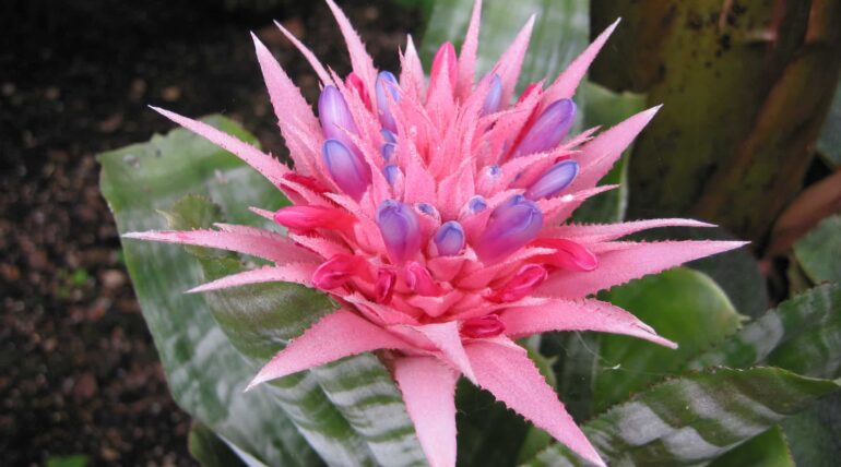 Aechmea fasciata Primera peru