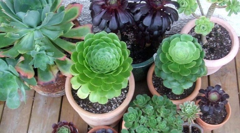 aeonium colores mix