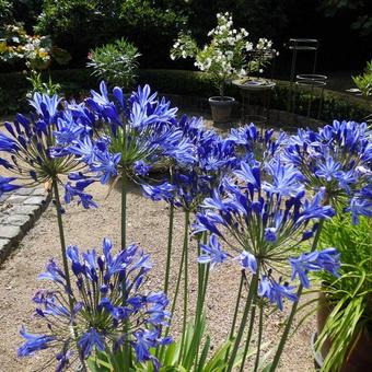 agapanthus large blue peru
