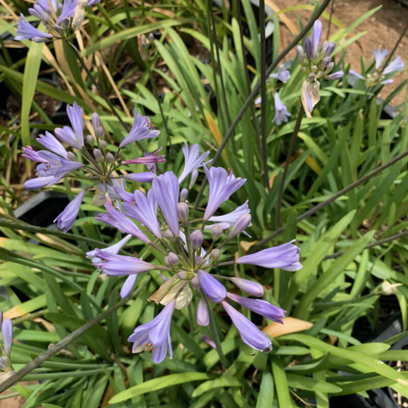 agapanthus enano peter pan peru