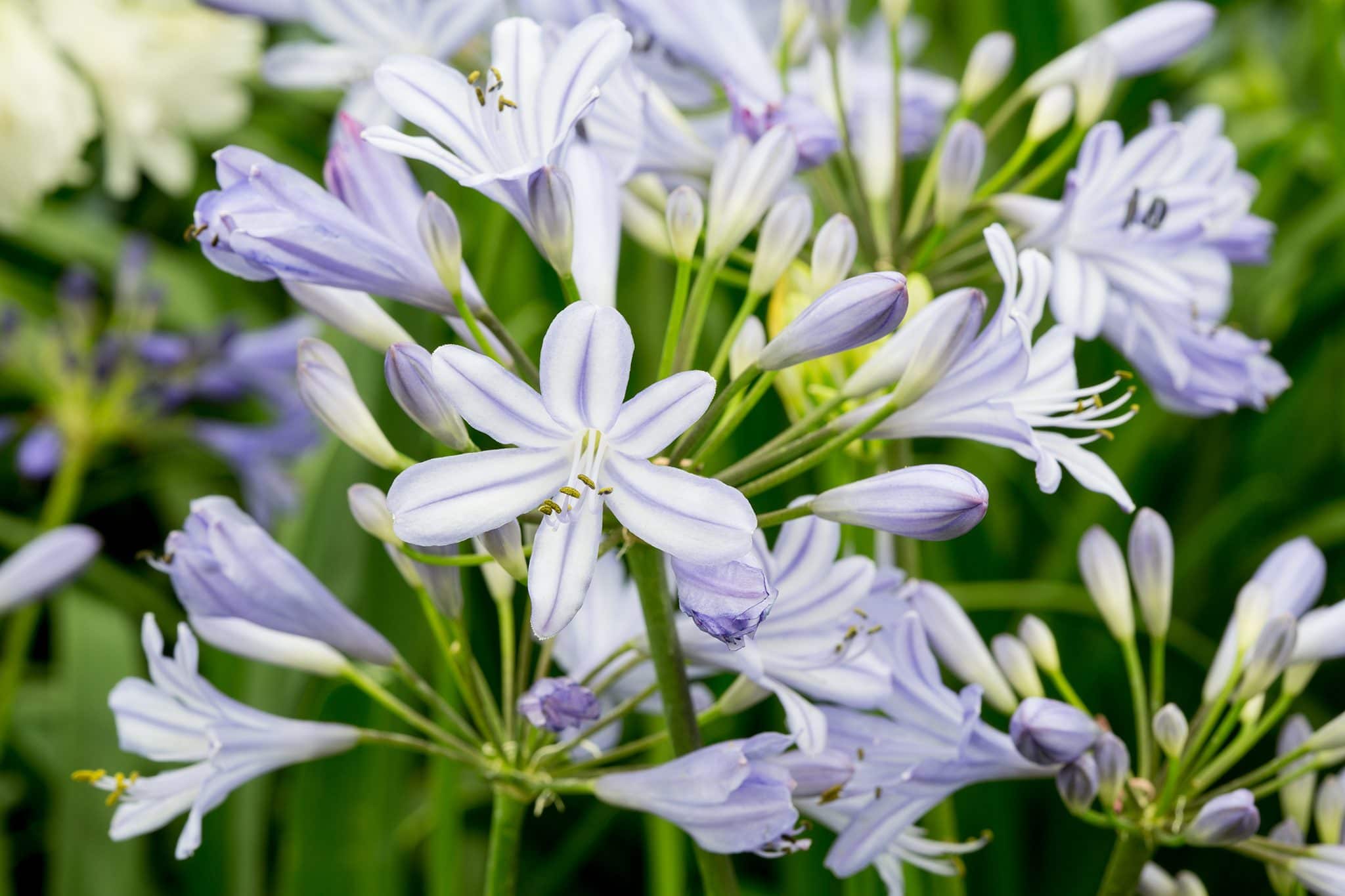 agapanthus enano peter pan peru