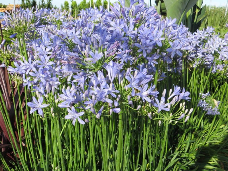 agapanthus enano peter pan peru
