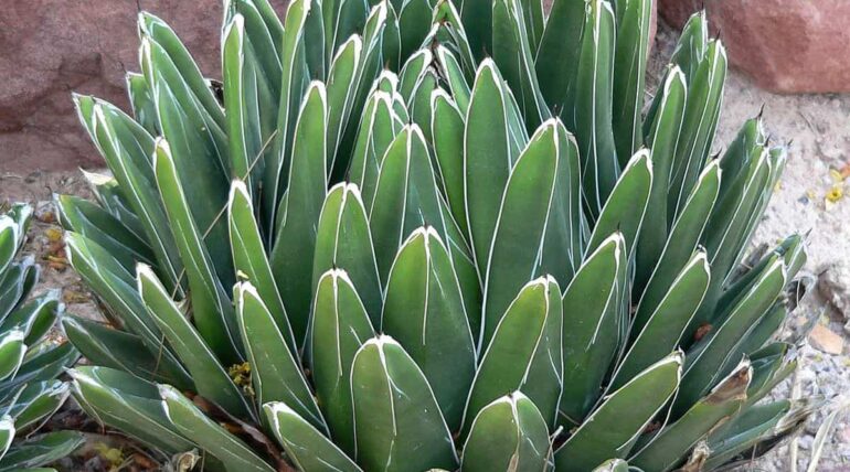 Agave Victoria reginae peru
