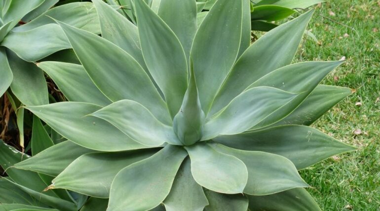 Agave attenuata peru