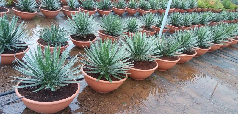 Agave filifera peru