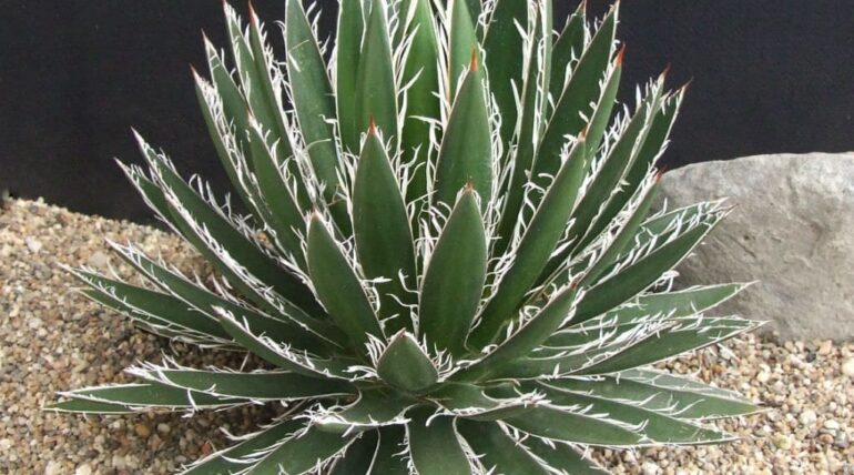 Agave schidigera peru