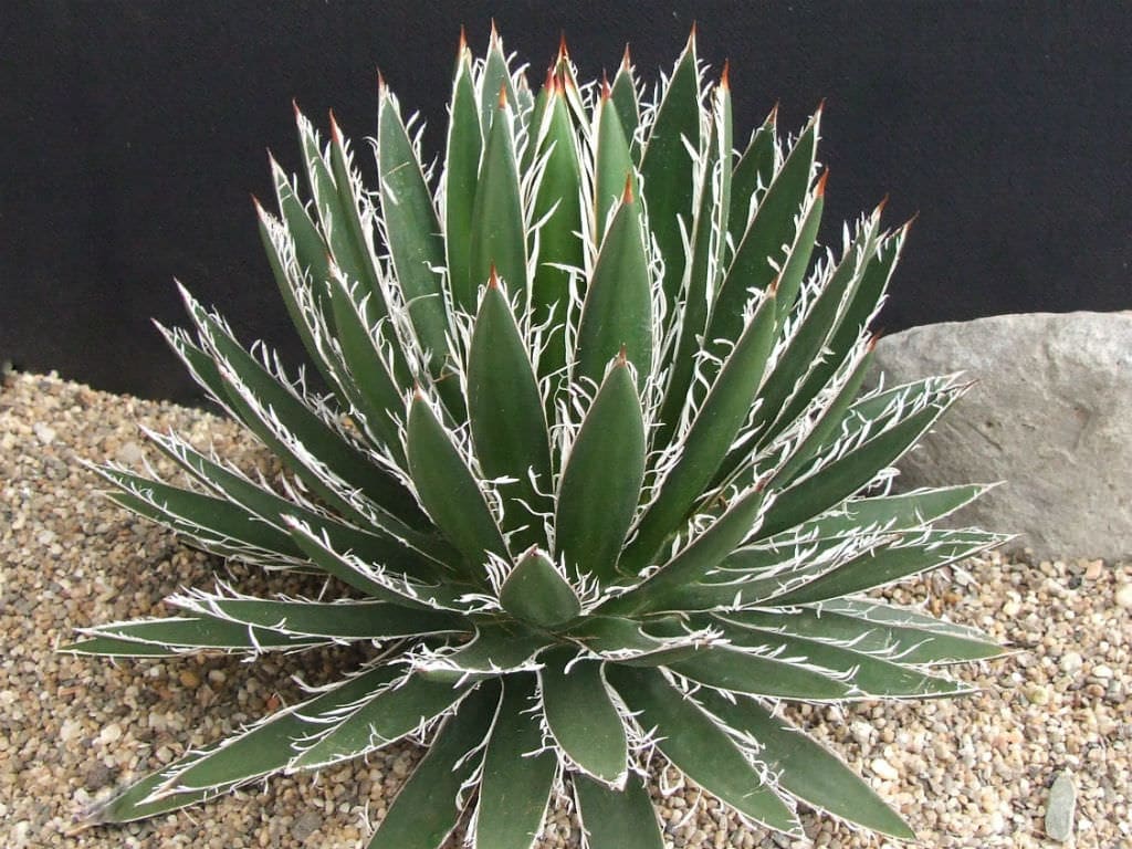 Agave schidigera peru