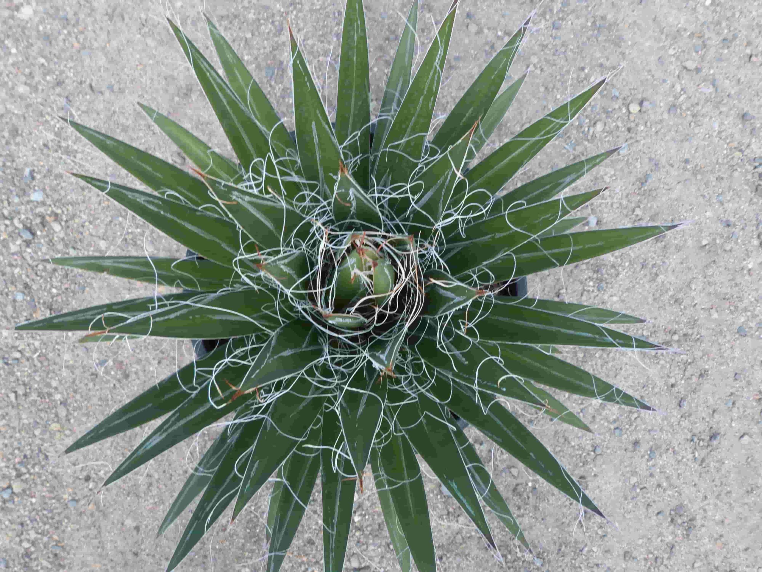 Agave schidigera peru
