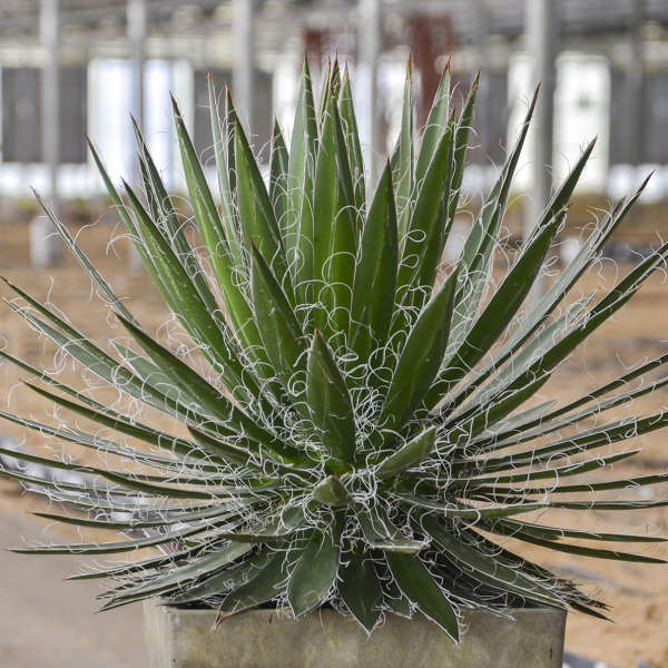 Agave schidigera peru