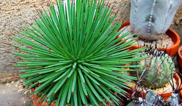 Agave stricta nana peru