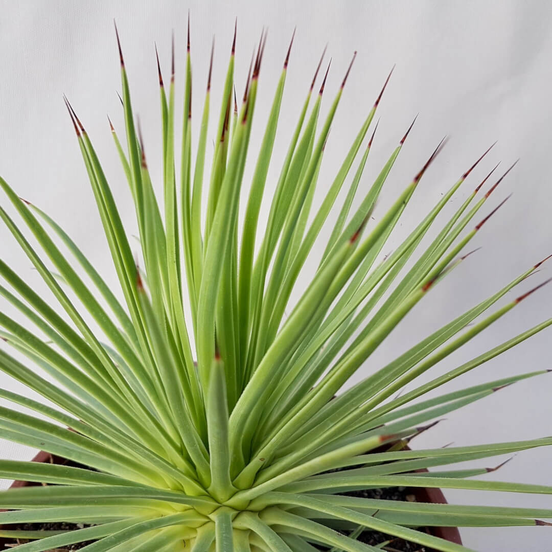 Agave stricta nana planta