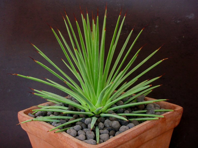 Agave stricta o Maguey gallinita peru