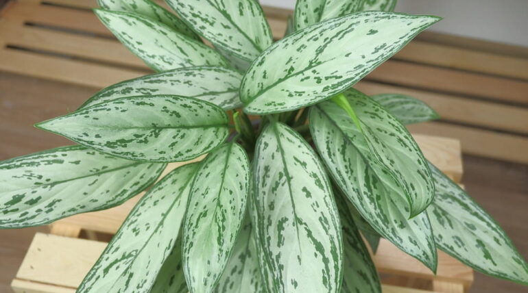 Aglaonema modestum Nombre común