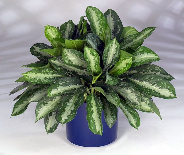 Aglaonema Silver Queen