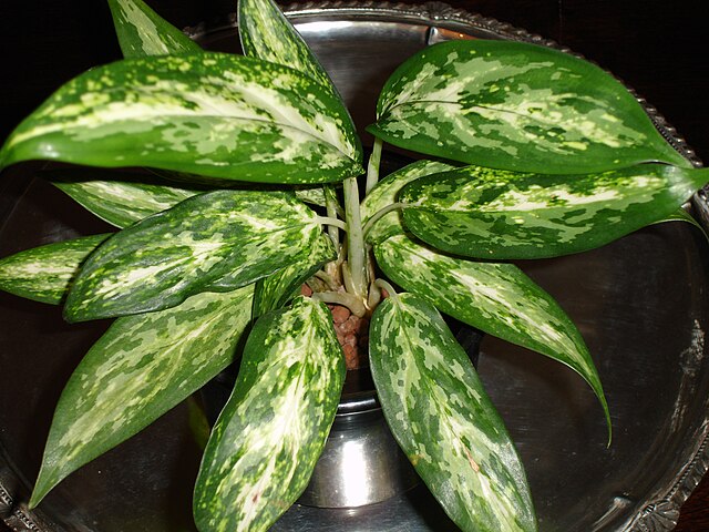 Aglaonema ancha peru