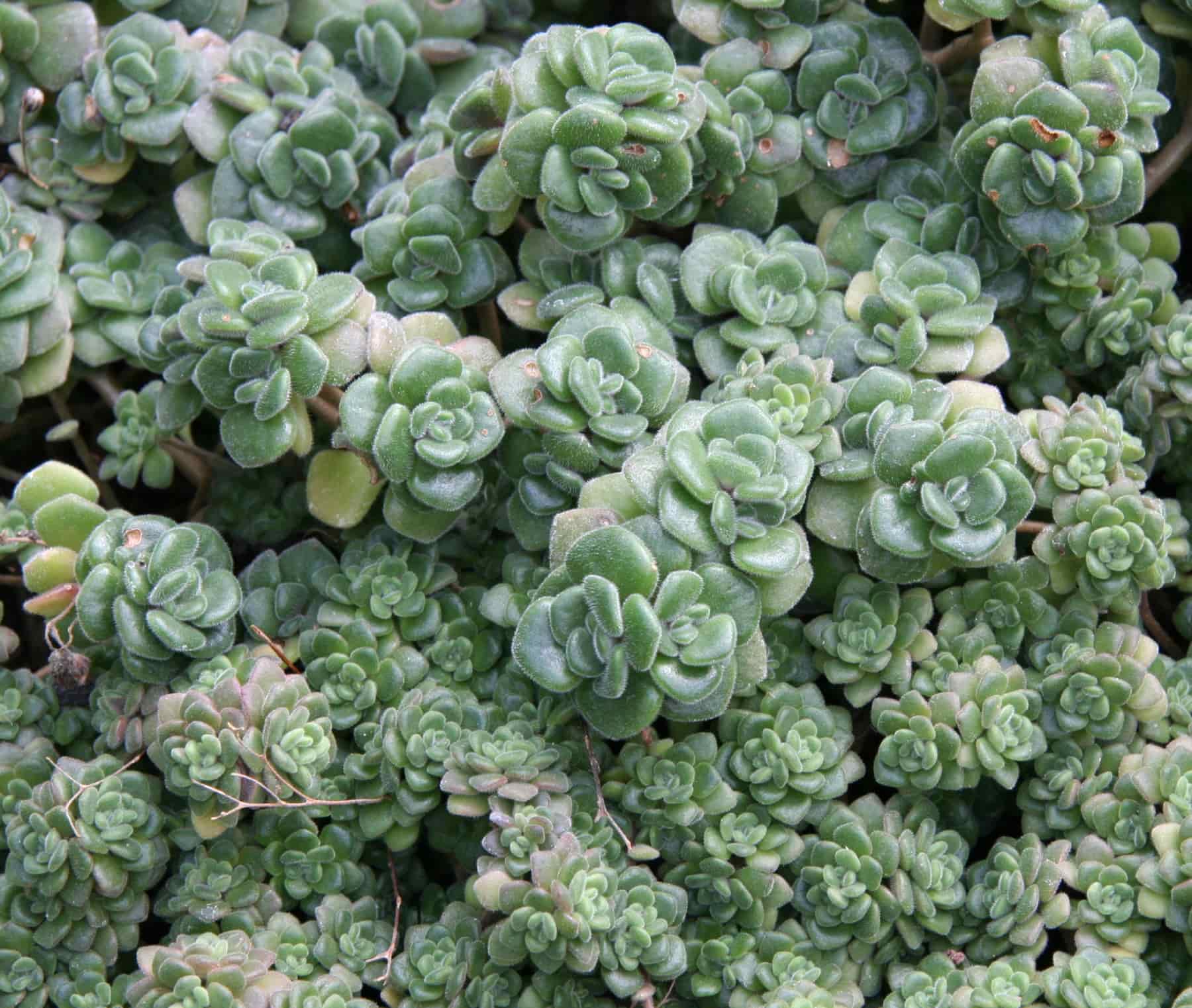 Aichryson tortuosum peru