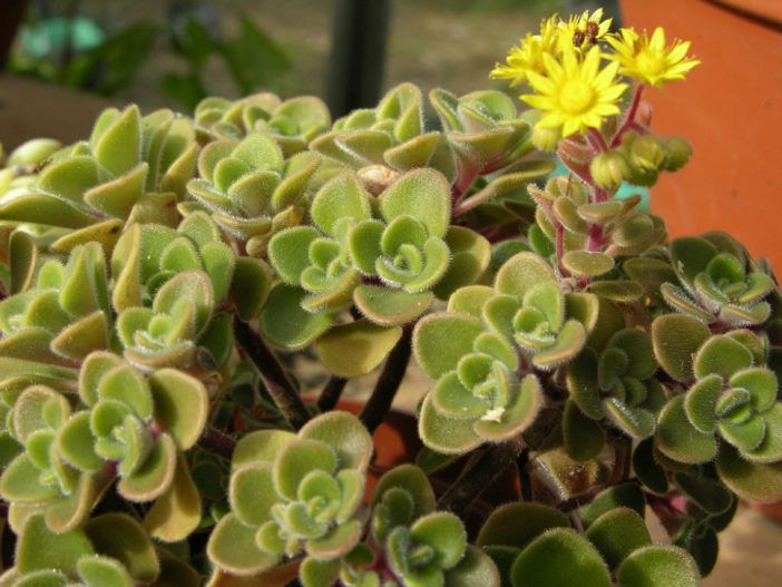 Aichryson tortuosum peru