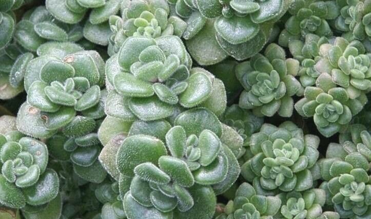 Aichryson tortuosum peru