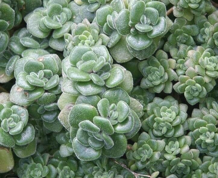 Aichryson tortuosum peru