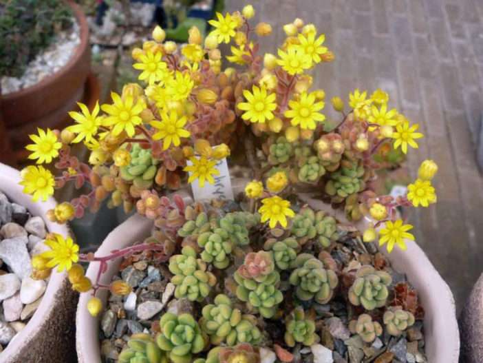 Aichryson tortuosum planta peru