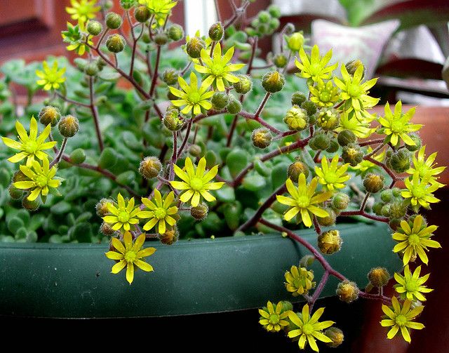 Aichryson tortuosum planta peru