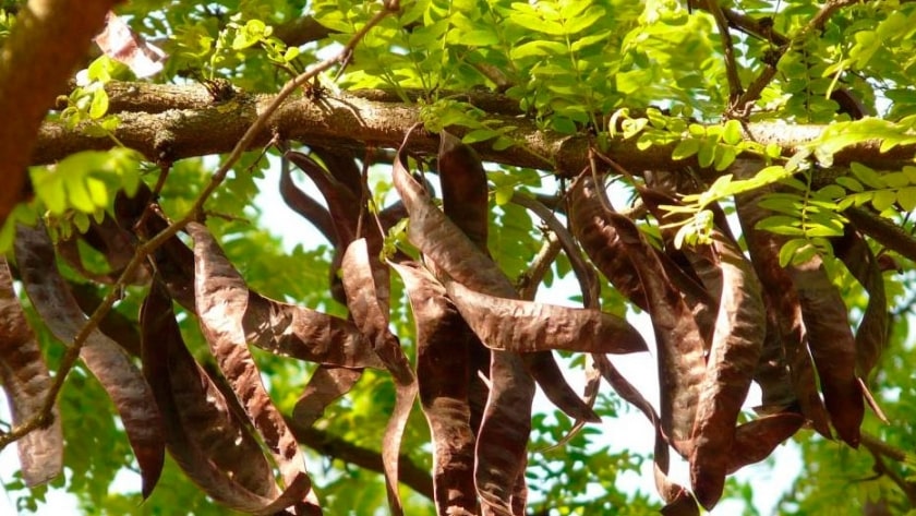 Algarrobo arbol peru