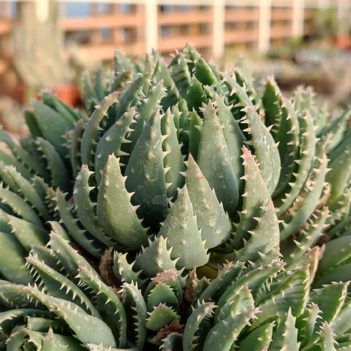 aloe brevifolia peru