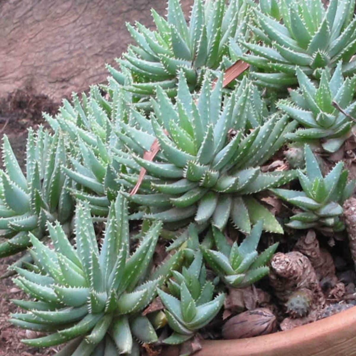 aloe azul peru