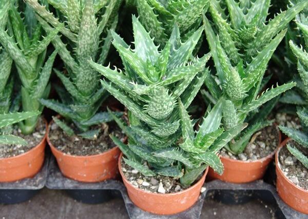 Aloe squarrosa peru
