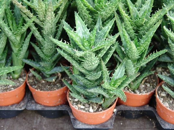 Aloe squarrosa peru