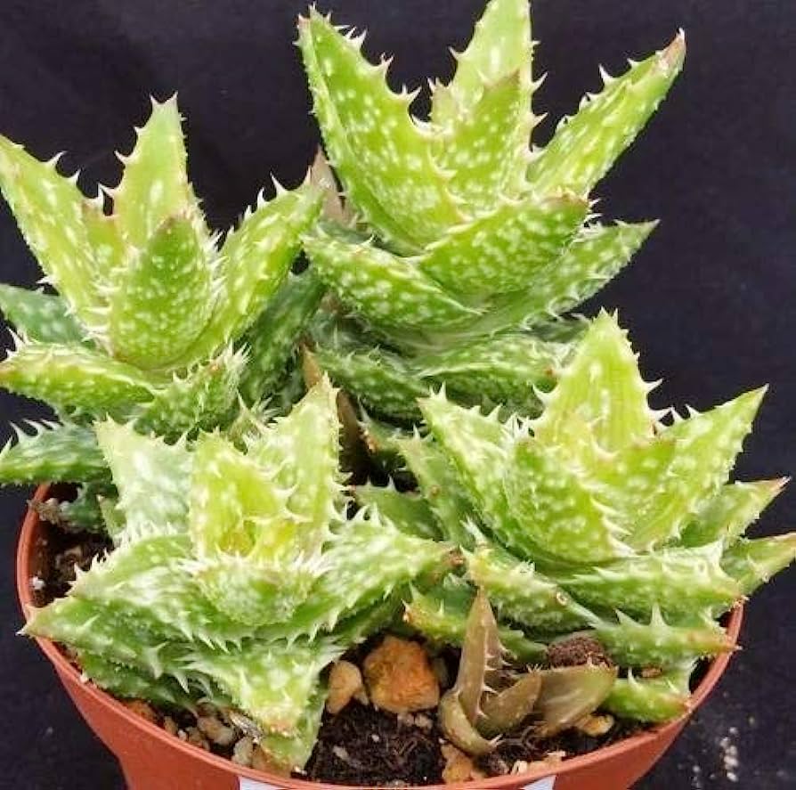 Aloe squarrosa peru