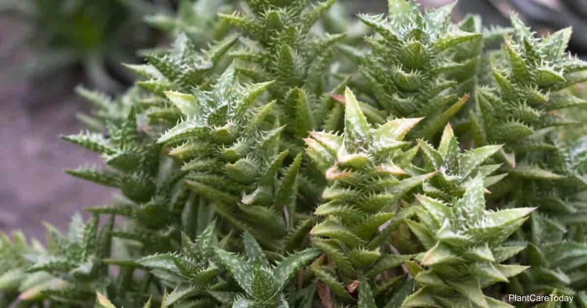 Aloe jucunda
