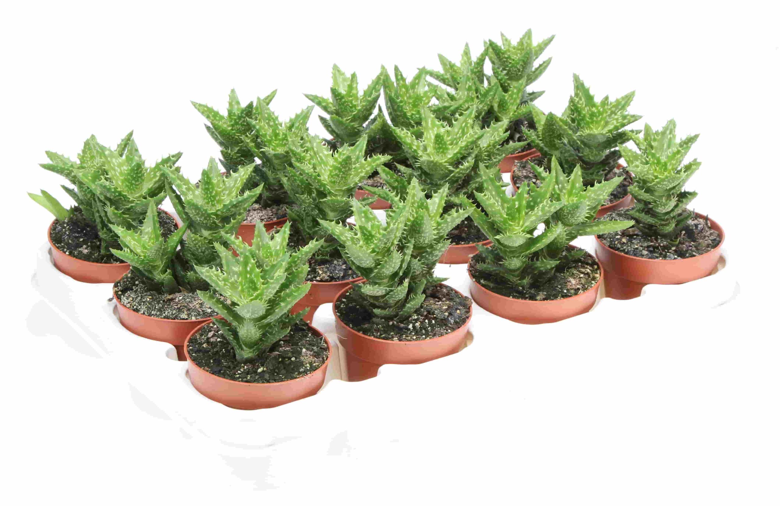 Aloe juvenna nombre común