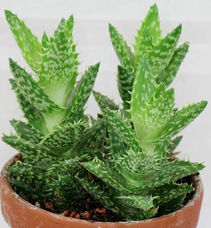 Aloe juvenna nombre común