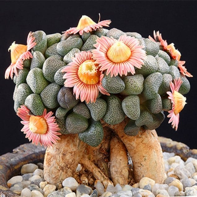 Aloinopsis peru