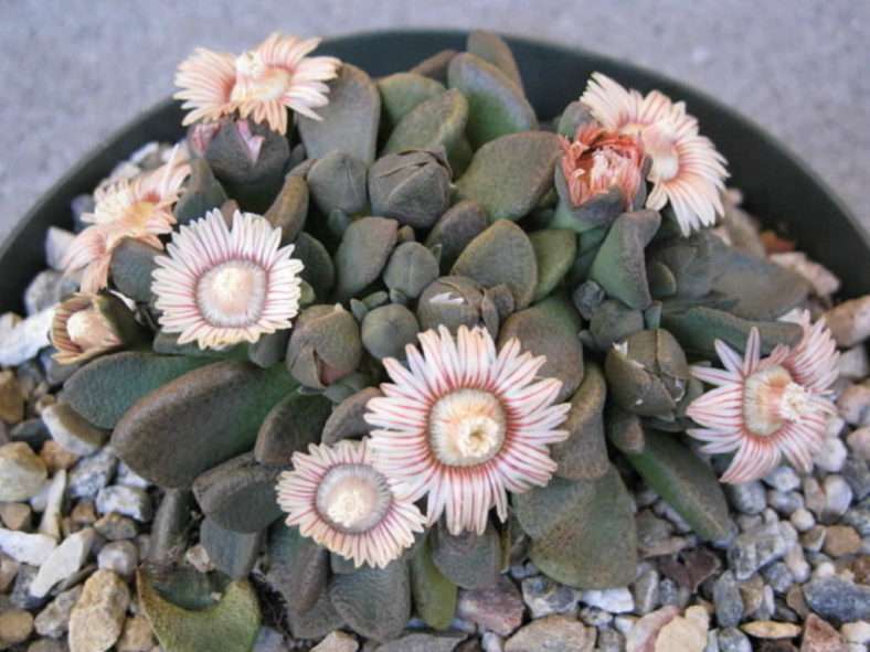 Aloinopsis peru