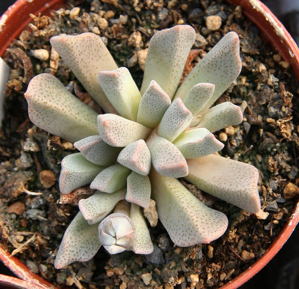 Aloinopsis setifera peru