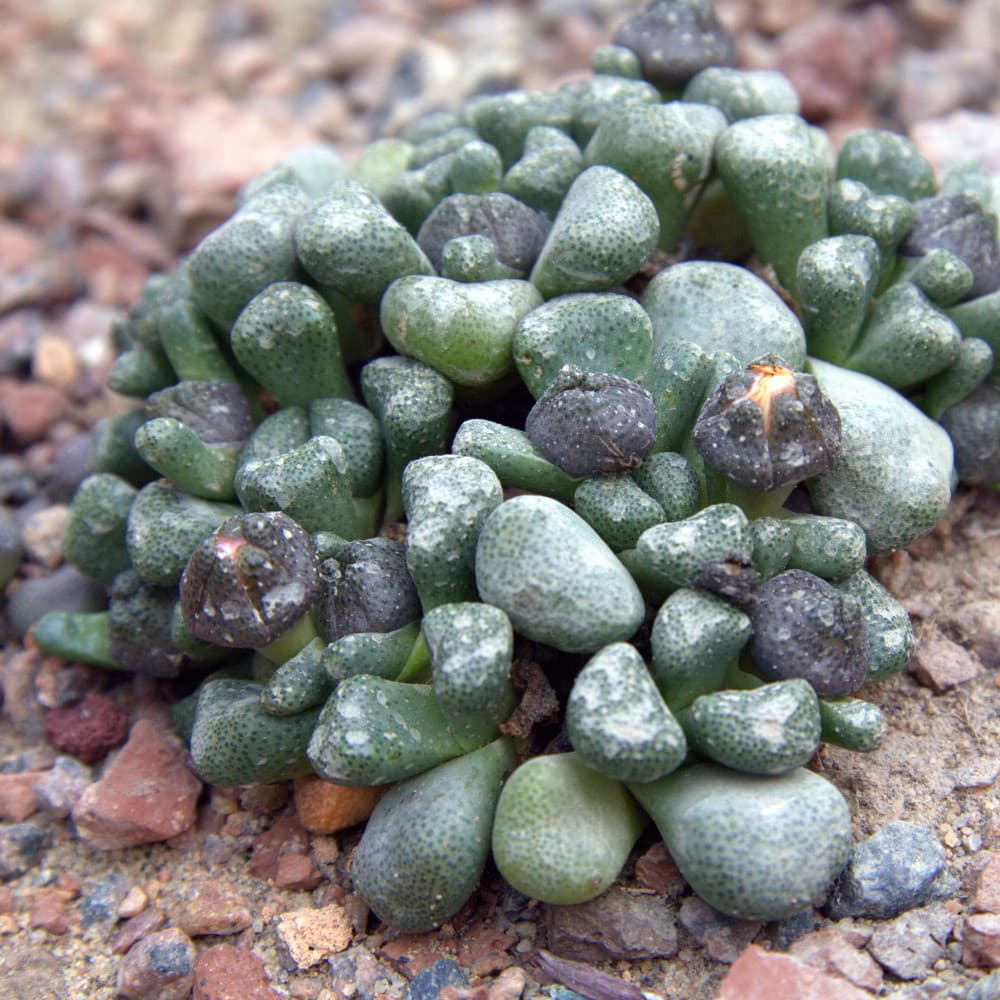 Aloinopsis setifera peru