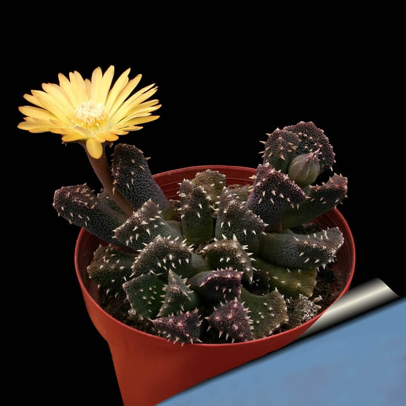 Aloinopsis setifera peru