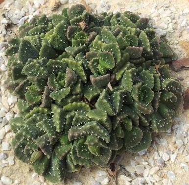 Aloinopsis setifera peru