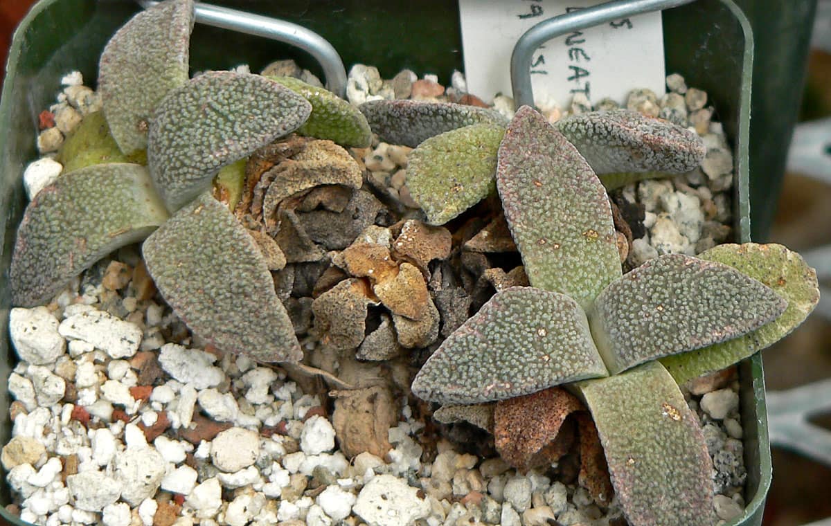 Aloinopsis setifera peru