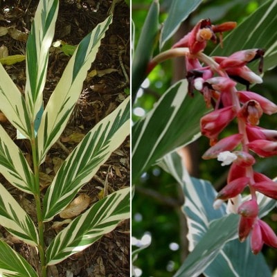Alpinia zerumbet peru