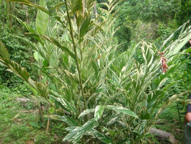 Alpinia blanca