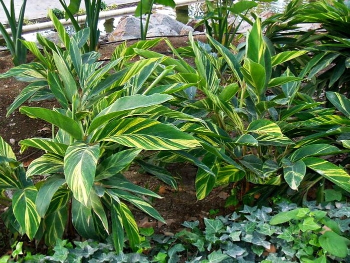 Alpinia flor