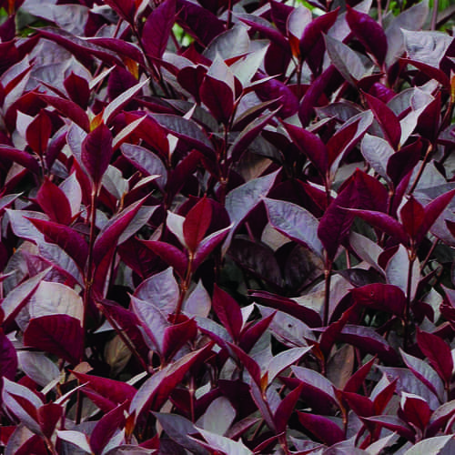 Alternanthera Purple Knight peru