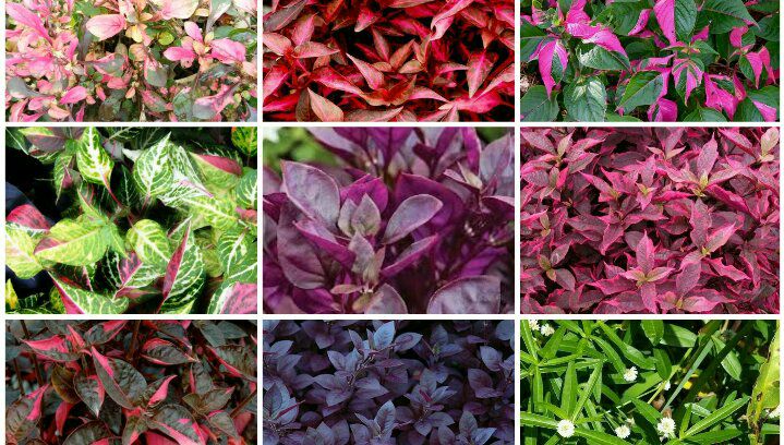 Alternanthera nombre común